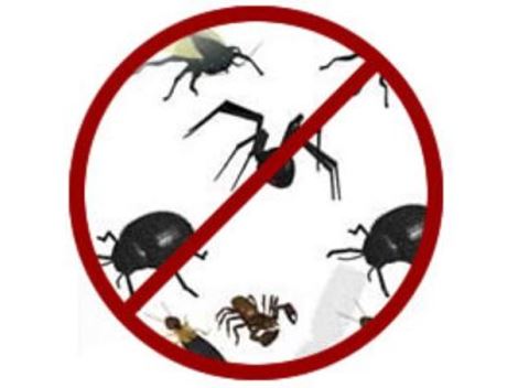 Controle de Pragas no Jardim Arpoador