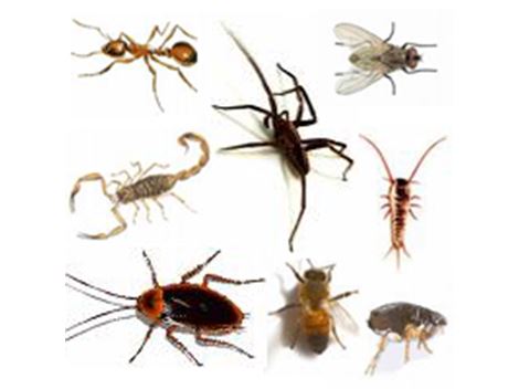 Controle de Pragas no Socorro