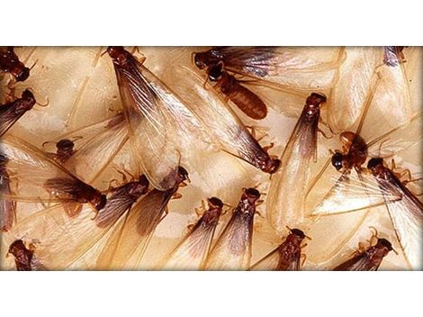 Descupinização Profissional na Chácara Flora
