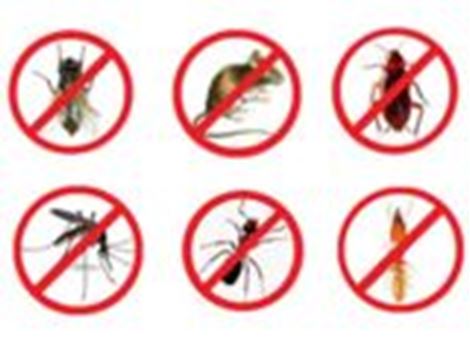 Empresa Descupinizadora na Vila Mazzei