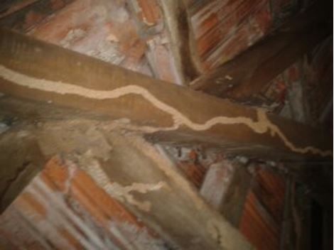 Controle de Cupins na Vila Progredior