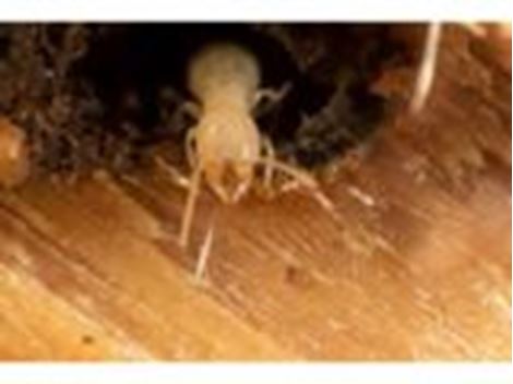 Empresa Descupinizadora na Vila Progredior