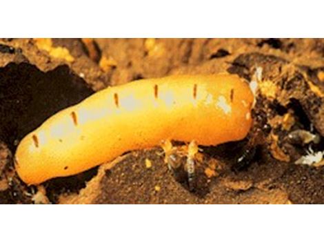 Serviços de Descupinização no Jardim Alvorada