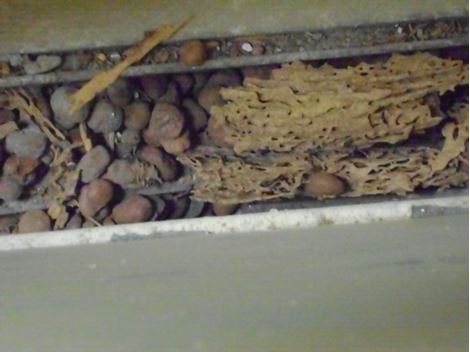 Descupinização Profissional no Jardim Ângela