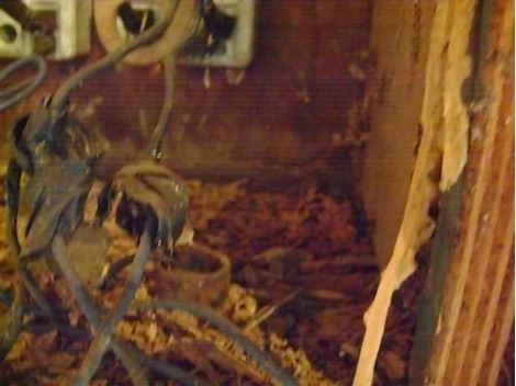 Empresa de Descupinização no Jardim Ângela