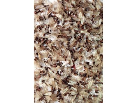 Serviços de Descupinização no Jardim Ângela