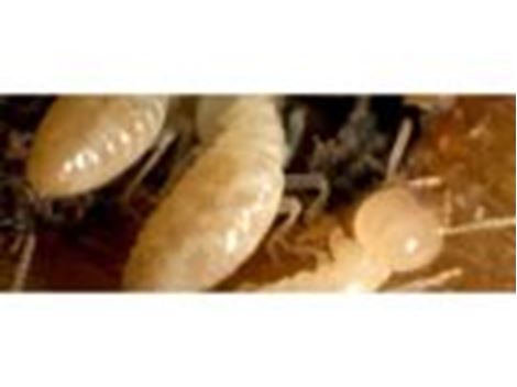 Empresa Descupinizadora no Jardim das Vertentes