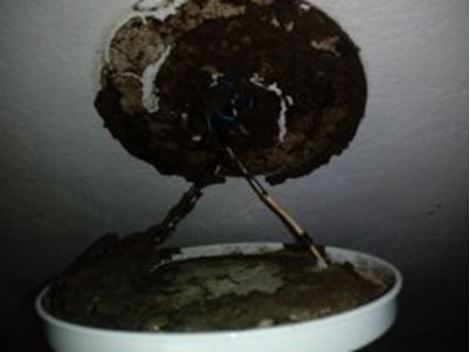 Empresa Descupinizadora no Jardim Mangalot