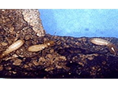 Descupinização no Jardim São Bento