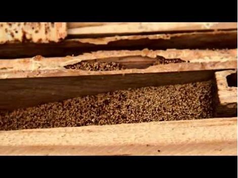 Descupinizadora no Jardim São Bento