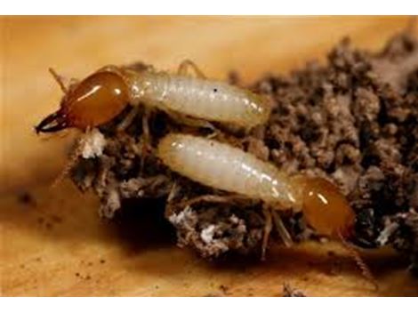 Descupinização 24 horas no Jardim São Luiz