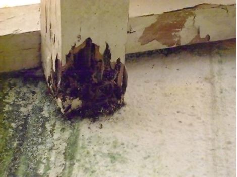 Descupinização Especializada no Jardim São Luiz