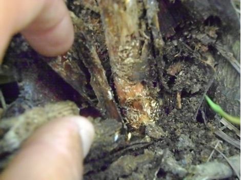 Empresa de Descupinização no Jardim São Luiz