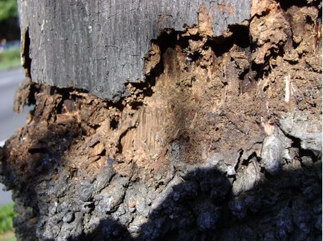 Serviços de Descupinização no Jardim São Luiz