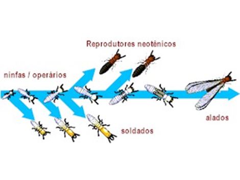 Serviços de Descupinização no Pari
