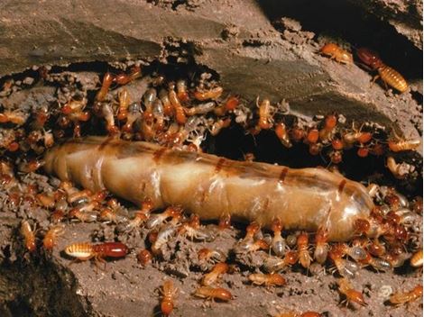 Serviços de Descupinização no Parque dos Príncipes