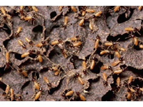 Empresa Descupinizadora no Parque Ipê