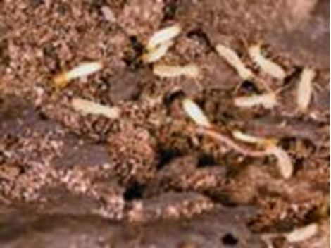 Serviços de Descupinização no Parque Ipê