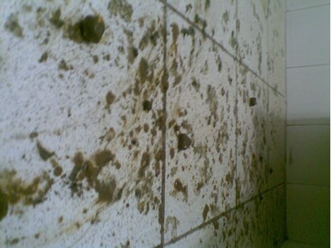 Desentupidora em Lauzane Paulista