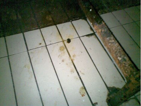 Controle de Ratos em Higienópolis