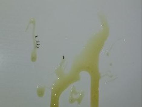 Dedetizar em Pirituba