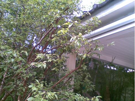 Controle de Ratos na Consolação