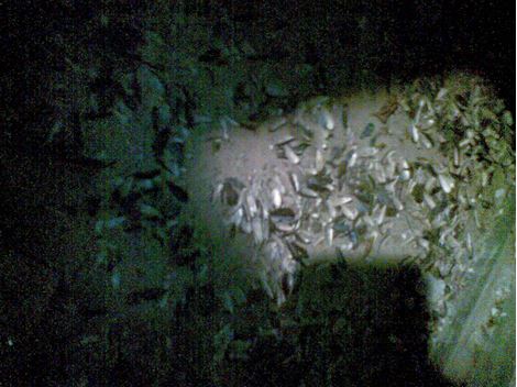 Desratizadora na Vila Nhocuné