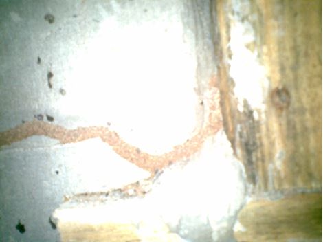  Dedetizadora no Horto Florestal