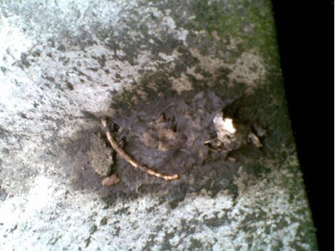 Desratizadora no Horto Florestal