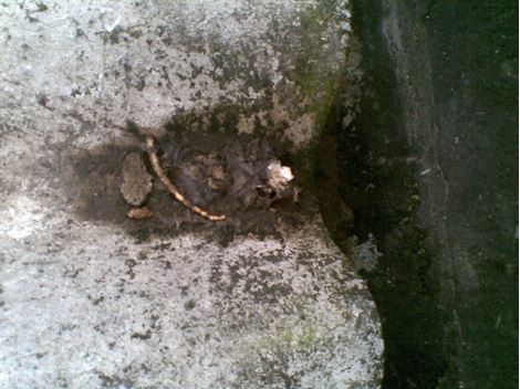 Desratizadora no Jardim Arpoador