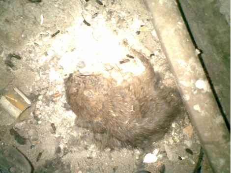 Controladora de Rato em Alphaville