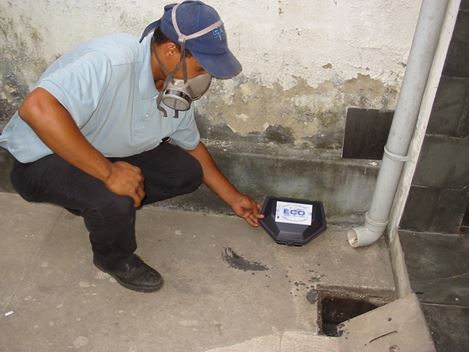 Controle de Rato em Caieiras