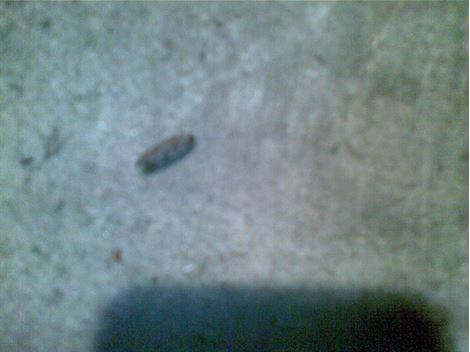 Controle de Roedores em Cubatão