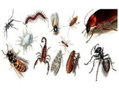 Dedetização de Insetos em Alphaville