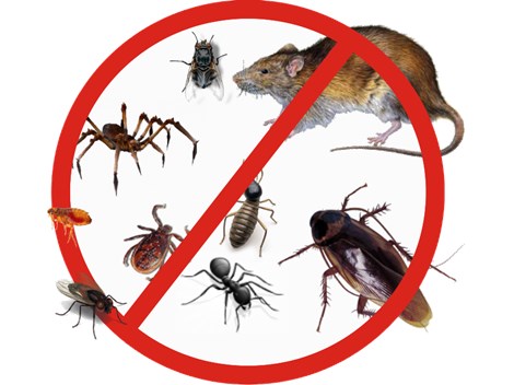 Desinsetização em Alphaville