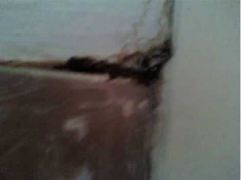 Cupins em Embu das Artes