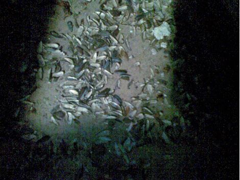 Controle de Rato em Guarulhos