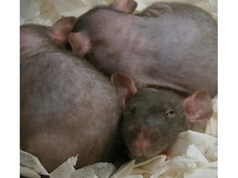 Desratizar em Jundiaí