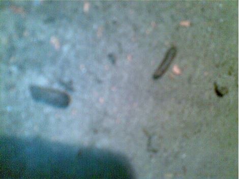  Desratização em Mairinque