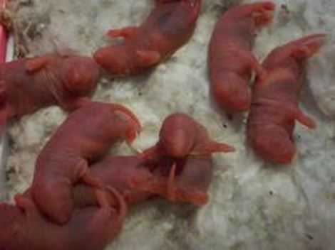 Desratizar em Mairinque