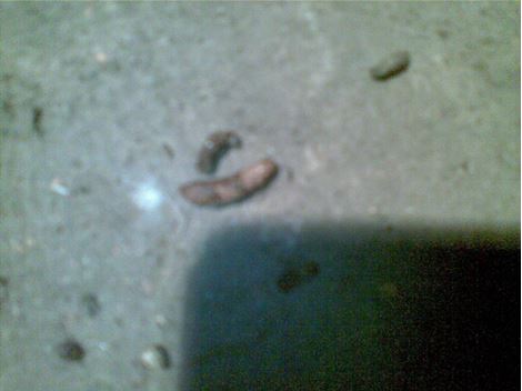 Controle de Roedores em Santana de Parnaíba