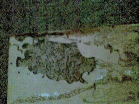 Cupins em São Roque