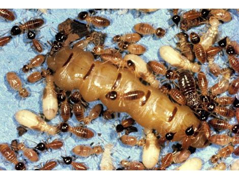 Desinsetizadora em Valinhos