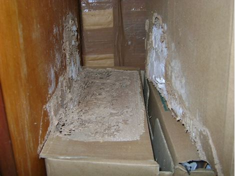 Controladora de Cupim em Praia Grande