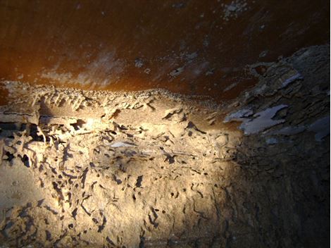 Controladora de Cupins em Praia Grande