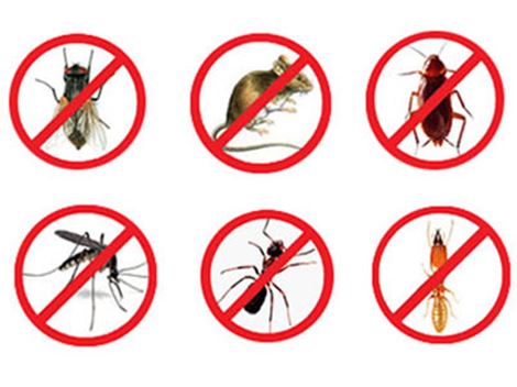 Cupim em Praia Grande